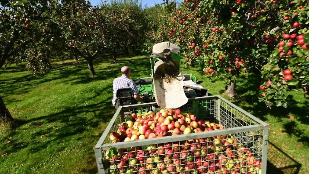 Ein-Mann-faehrt-mit-einer-Apfellesemaschine-ueber-die-Obstwiese