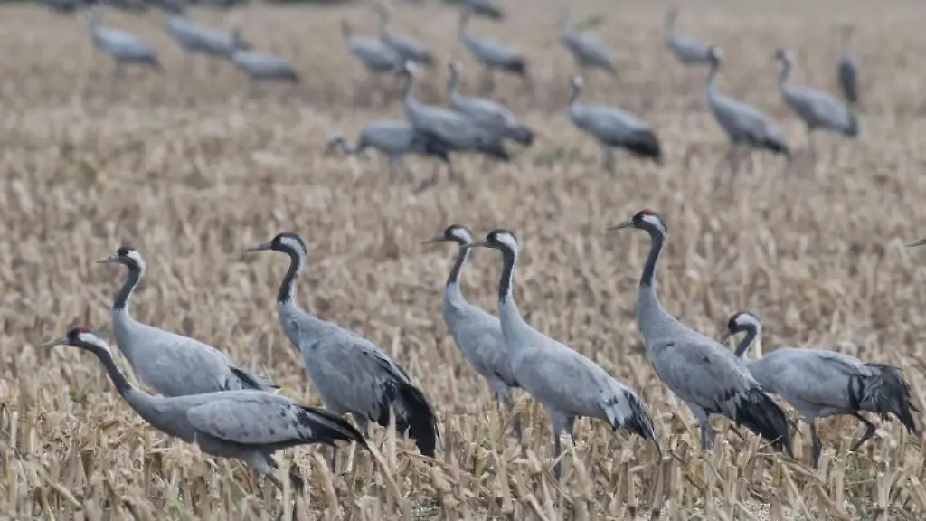 Kraniche-rasten-auf-einem-Feld-nahe-der-Ortschaft-Altenpleen-bei-Gross-Mohrdorf