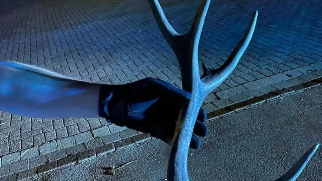 Ein-Polizist-haelt-ein-Hirschgeweih-in-den-Haenden