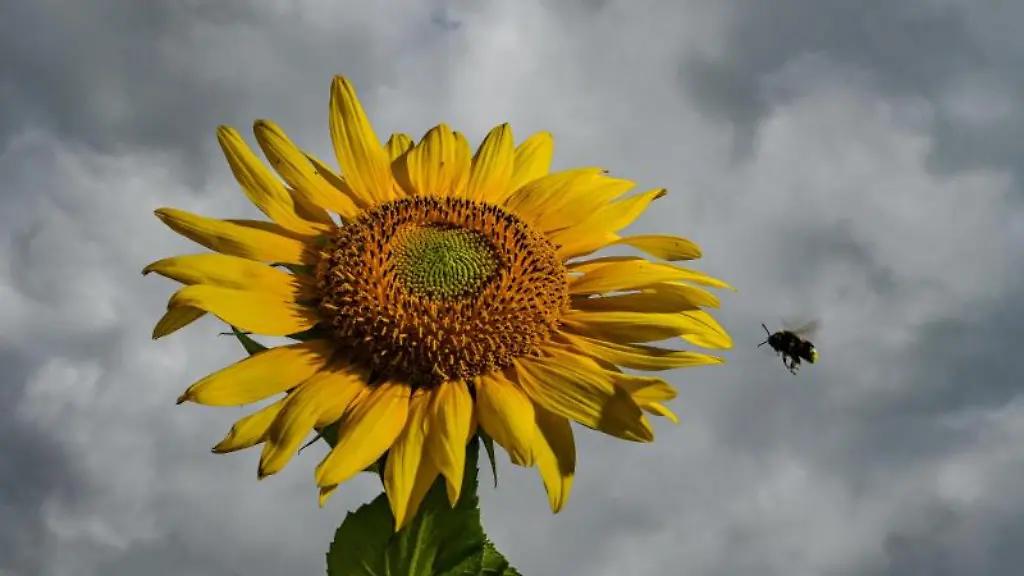 Dunkle-Regenwolken-ziehen-hinter-einer-bluehende-Sonnenblume-entlang