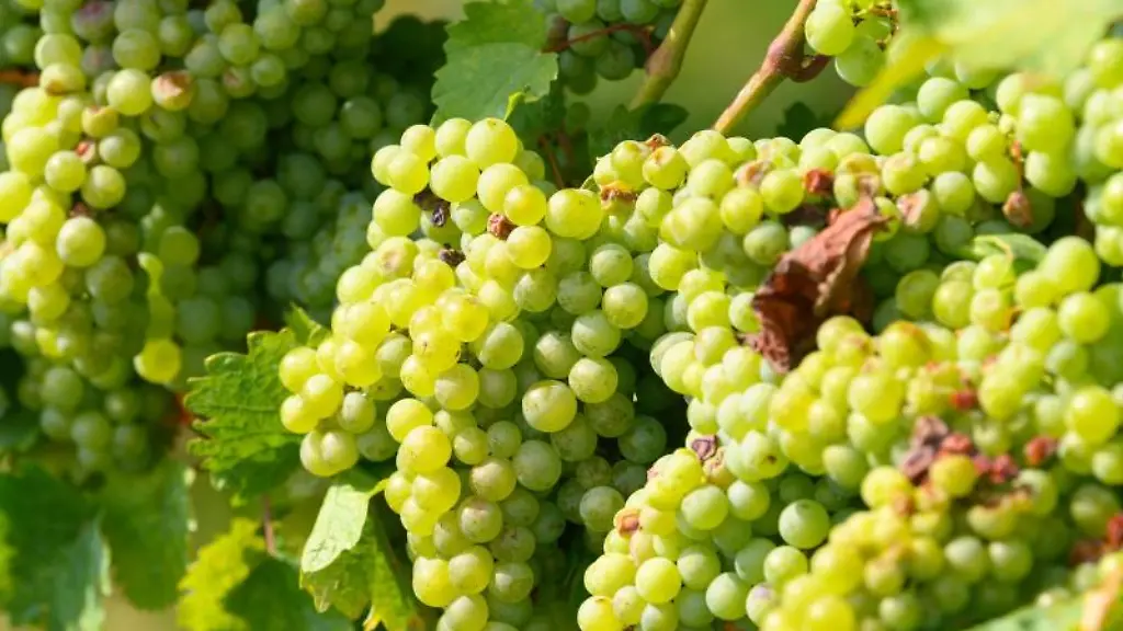 Trauben-reifen-im-Weinberg-des-Weingutes-Schloss-Proschwitz