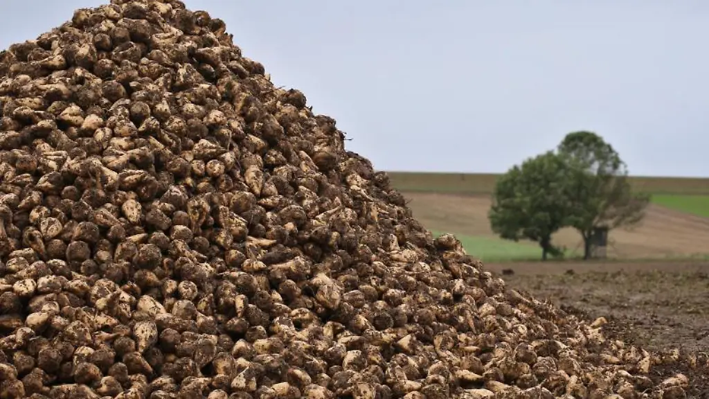 Zuckerrueben-liegen-am-Rande-eines-Ackers-zum-Abtransport-bereit