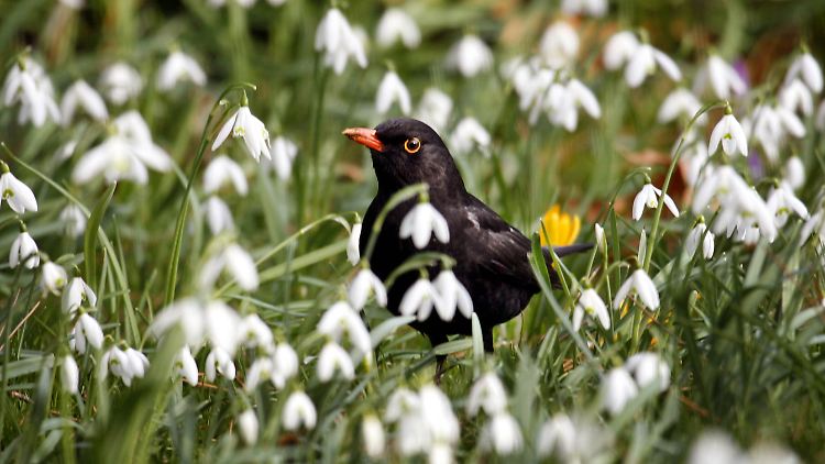 Singen können Vögel nicht von Geburt an. Sie müssen es lernen.