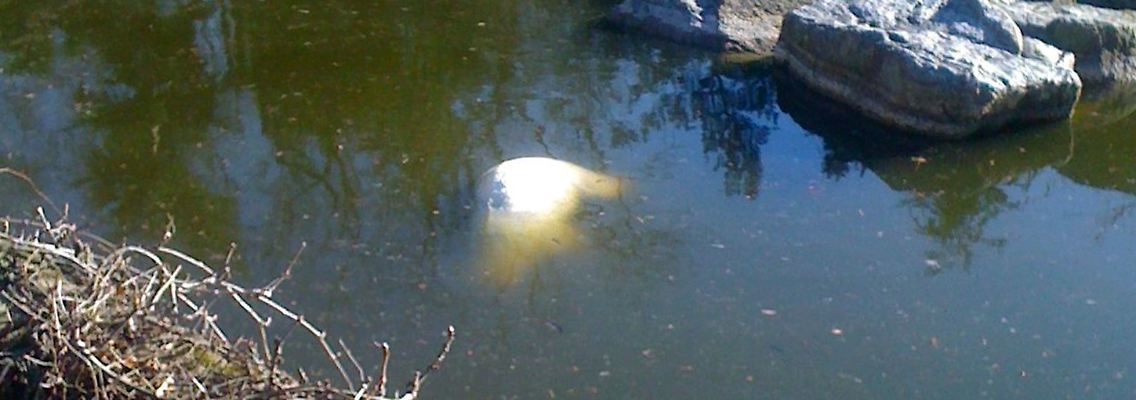 Trauriges Ende: Knut treibt im Wasser seines Geheges.