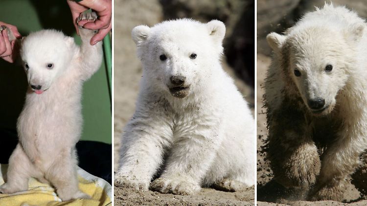 Das Leben eines Eisbärs: Knut wurde vier Jahre alt.