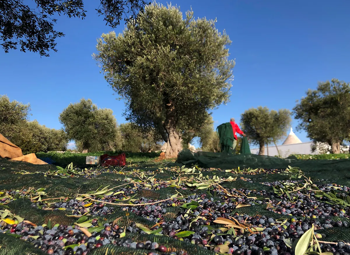 2020-11-17T115312Z-322236733-RC2Z4K9367PG-RTRMADP-3-HEALTH-CORONAVIRUS-ITALY-OLIVE-OIL