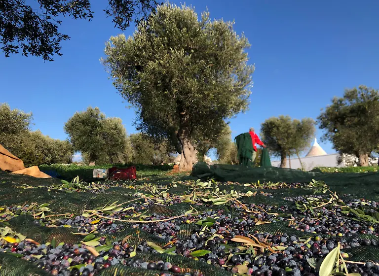 2020-11-17T115312Z-322236733-RC2Z4K9367PG-RTRMADP-3-HEALTH-CORONAVIRUS-ITALY-OLIVE-OIL