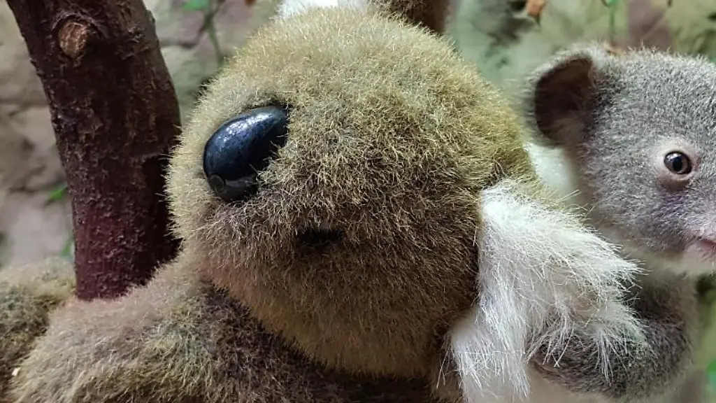 Baby-Koala-Yuma-haelt-sich-an-einem-Stoffkoala-fest