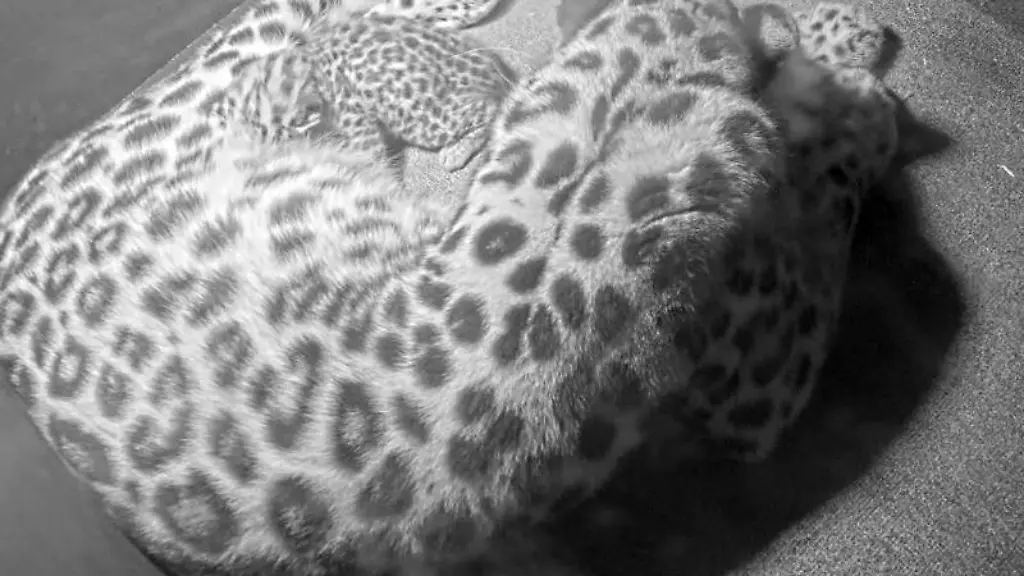 Auf-einer-Videokamera-Aufnahme-des-Zoos-Leipzig-ist-Leopardin-Mia-mit-ihrem-Nachwuchs-zu-sehen
