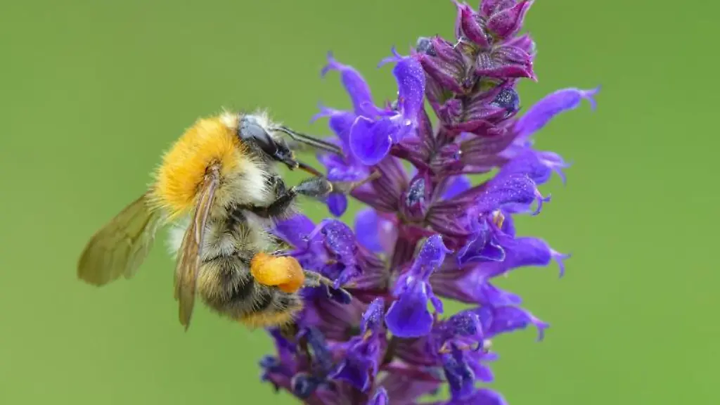 Eine-Ackerhummel-Bombus-pascuorum-sucht-auf-einer-Pflanze-in-einem-Garten-nach-Nektar