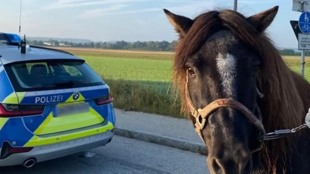 Eine-Polizistin-faengt-ein-Pony-mit-Handschellen-ein