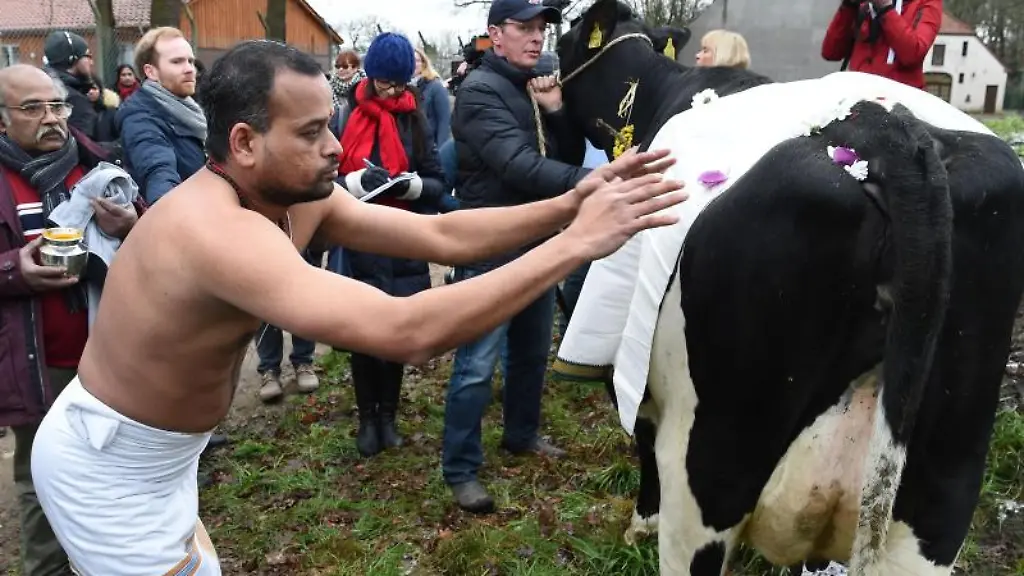 Hindu-Priester-Prasad-Agilandam-betet-neben-der-Kuh-Madel-von-Landwirt-Frank-Imhoff