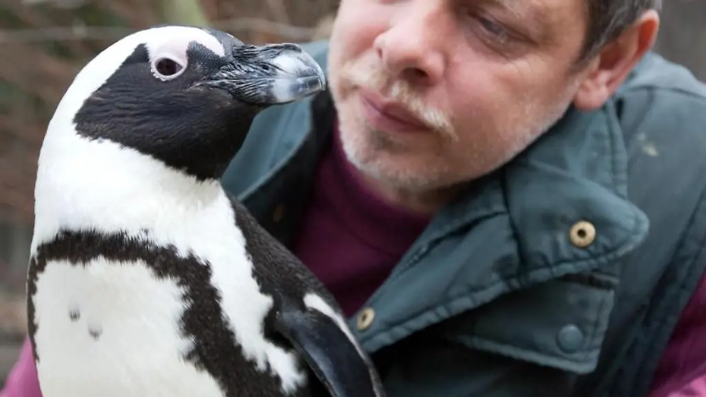 Tierpfleger-Peter-Vollbracht-betrachtet-im-Allwetterzoo-das-Brillenpinguin-Weibchen-Sandy