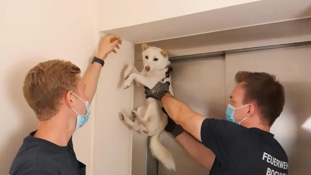 Zwei-Feuerwehrmaenner-befreien-an-einer-Aufzugstuer-in-Bochum-einen-Hund-aus-einer-misslichen-Lage
