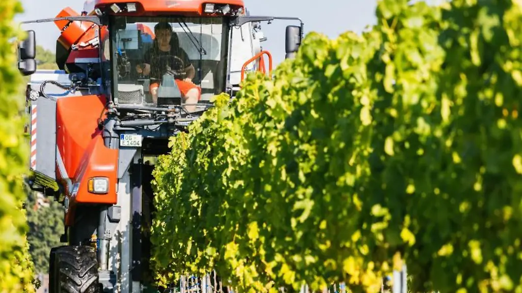 Ein-Traubenvollernter-faehrt-durch-die-Reben-und-erntet-Trauben-von-den-Rebstoecken