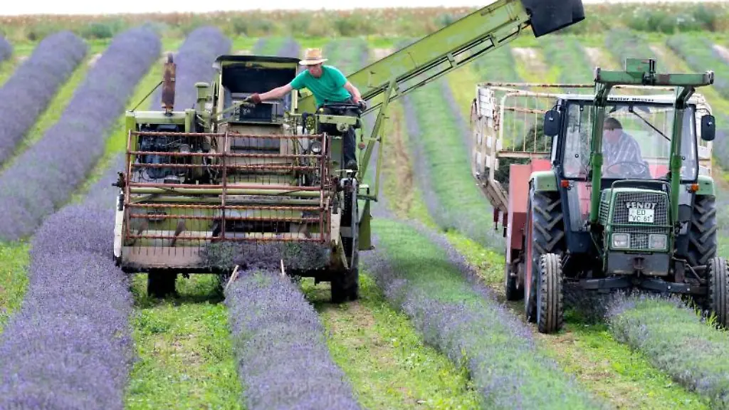 Landwirte-ernten-mit-einer-aelteren-Erntemaschine-ein-Lavendelfeld
