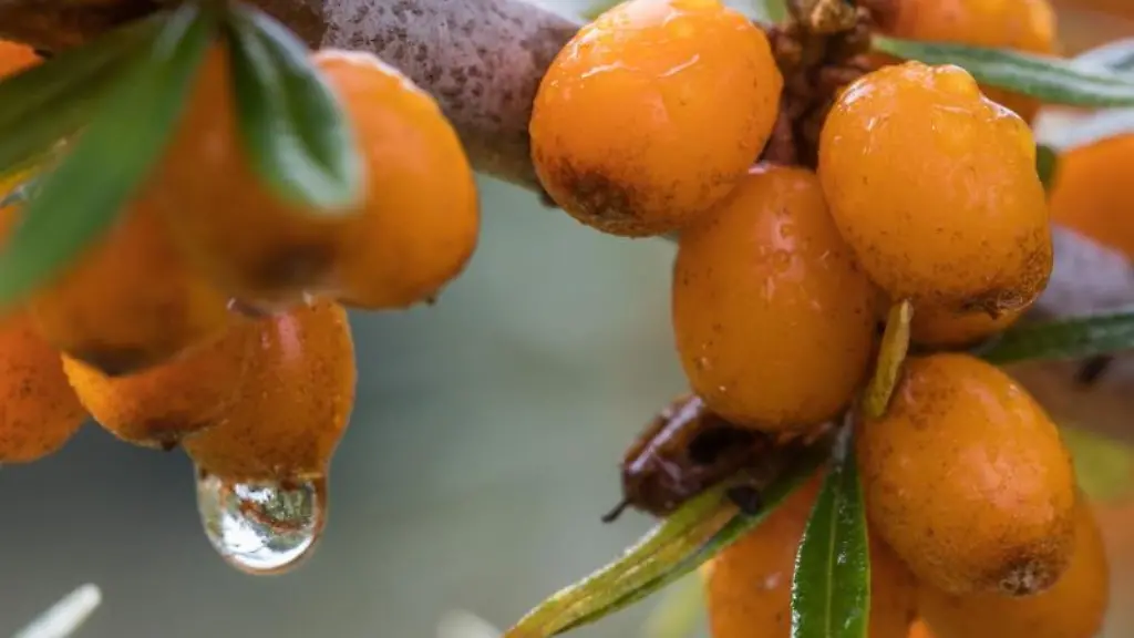 Sanddornbeeren-haengen-auf-einer-der-Plantagen-an-einem-Busch
