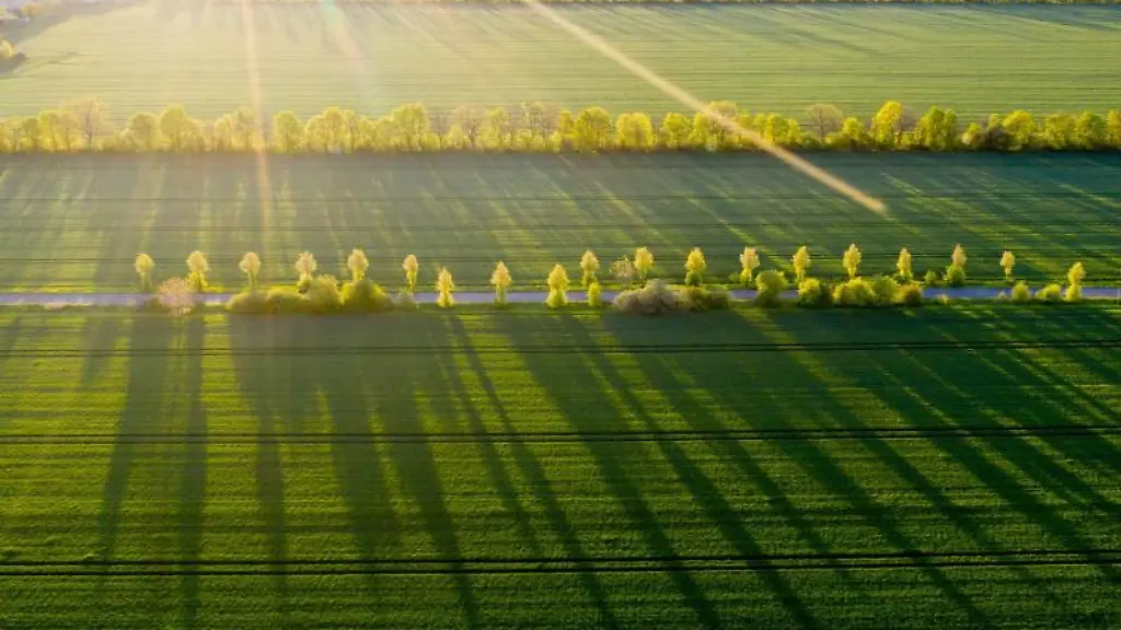 Baeume-werfen-in-der-Morgensonne-lange-Schatten-auf-ein-Feld