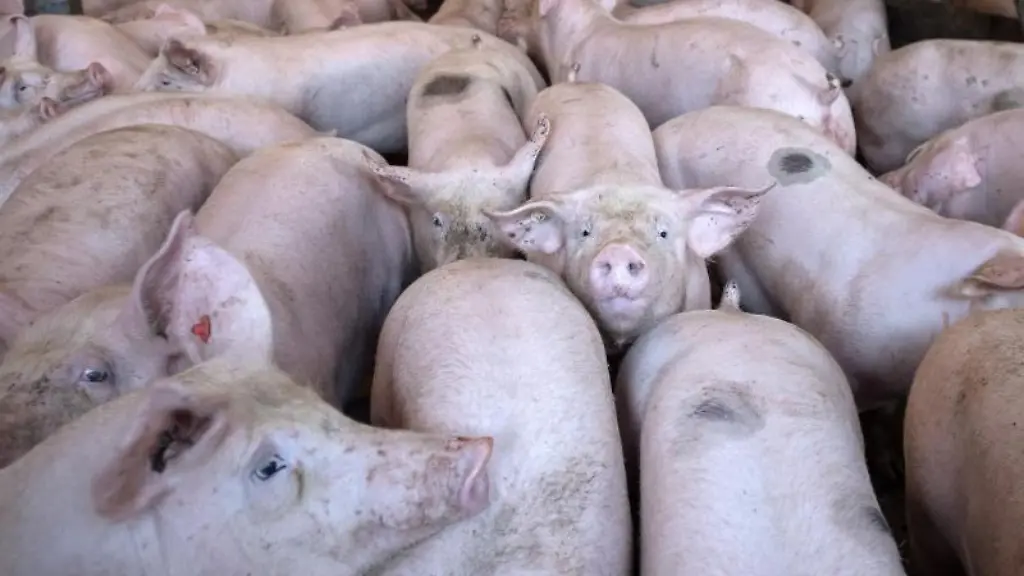 Schweine-stehen-in-einem-Stall