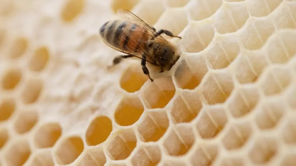 Eine-Biene-steckt-ihren-Kopf-in-den-Hohlraum-einer-Bienenwabe