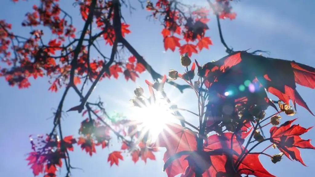 Die-Sonne-strahlt-durch-die-roten-Blaetter-eines-Rot-Ahorns