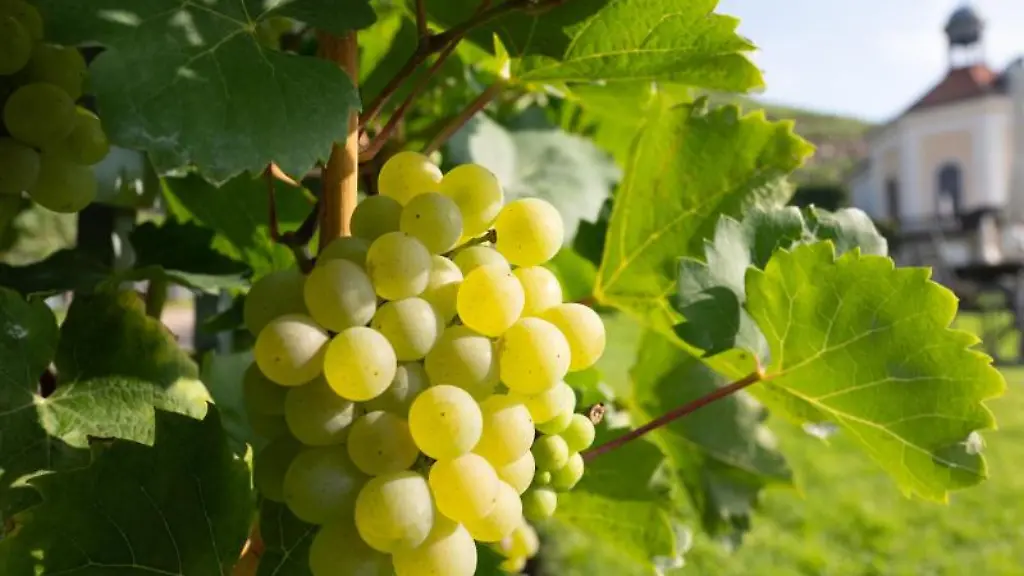 Weintrauben-haengen-auf-dem-Staatsweingut-Schloss-Wackerbarth-vor-dem-Belvedere