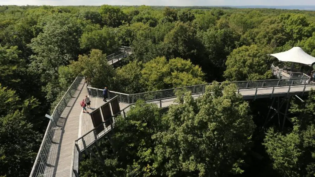 Der-Baumkronenpfad-im-Nationalpark-Hainich-schlaengelt-sich-durch-die-Baumkronen