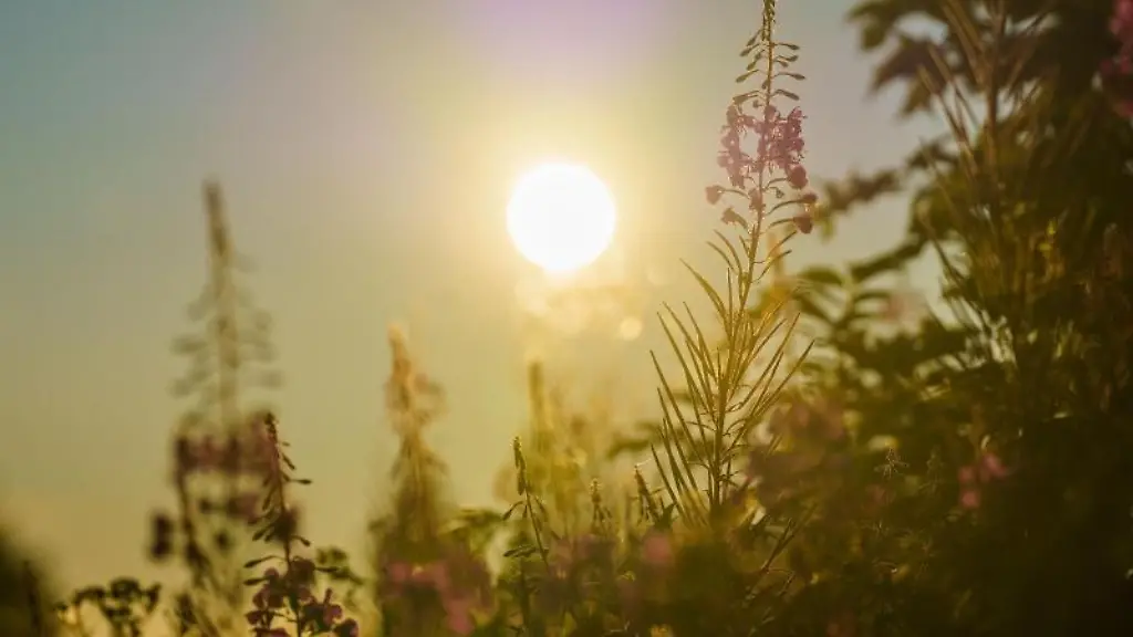 Die-Sonne-geht-ueber-einer-Blumenwiese-auf