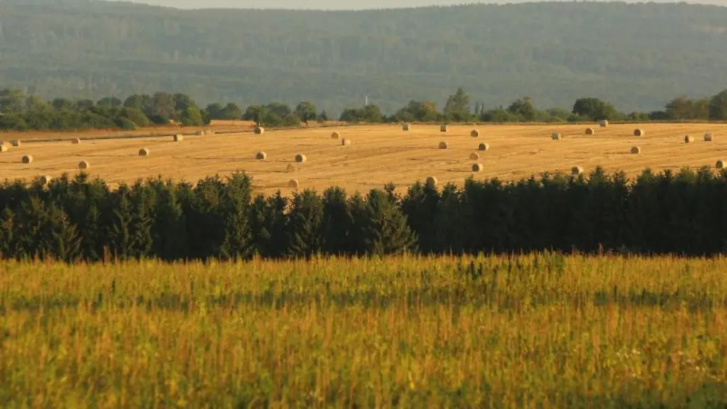 Die-Morgensonne-taucht-ein-Feld-in-goldenes-Licht
