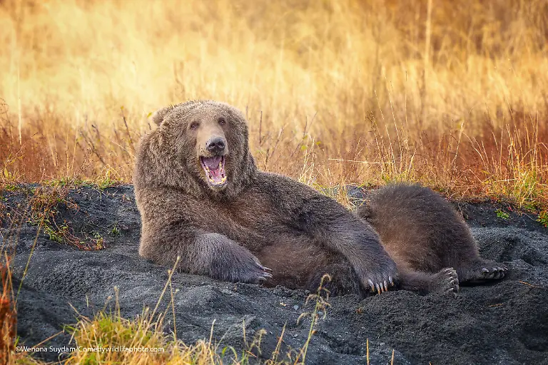 Wenona-Suydam-Draw-me-like-one-of-your-French-Bears-00007208-copy