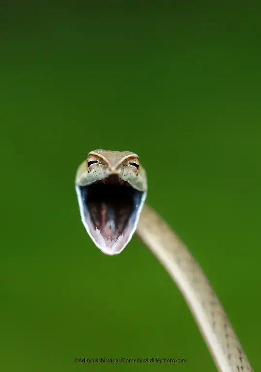 Aditya-Kshirsagar-Laughing-Snake-00005728-copy