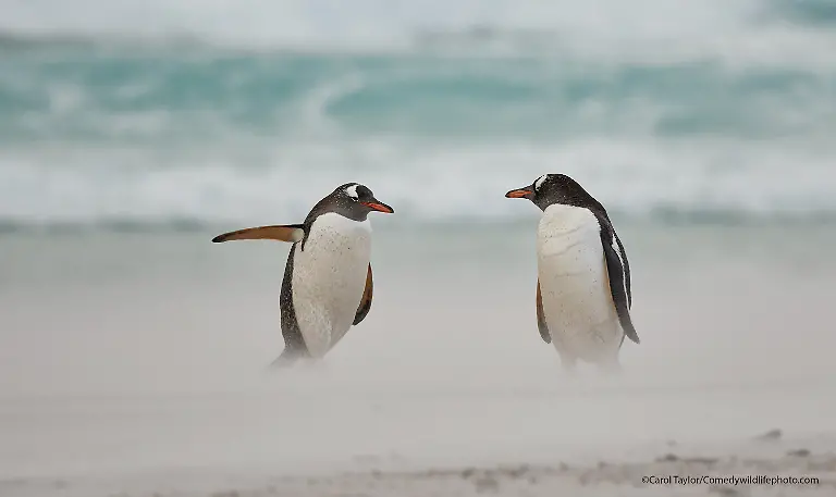 Carol-Taylor-Directing-penguin-00000025-copy