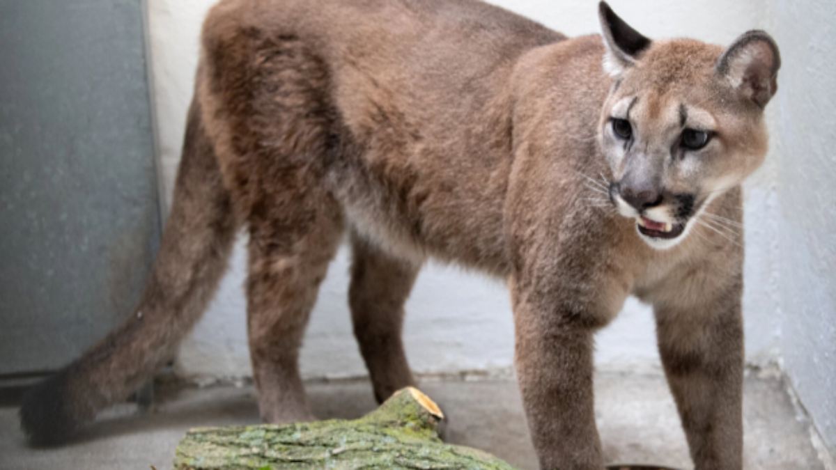 Der Tag: 80 Pfund schwere Großkatze: Wilder Puma aus New Yorker Wohnung ...