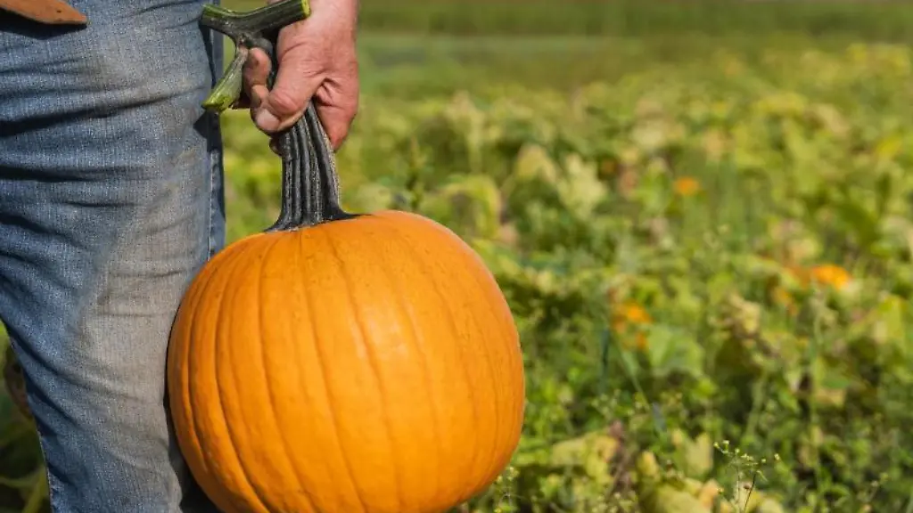 Ein-Mann-haelt-einen-frisch-geernteten-Kuerbis-in-der-Hand