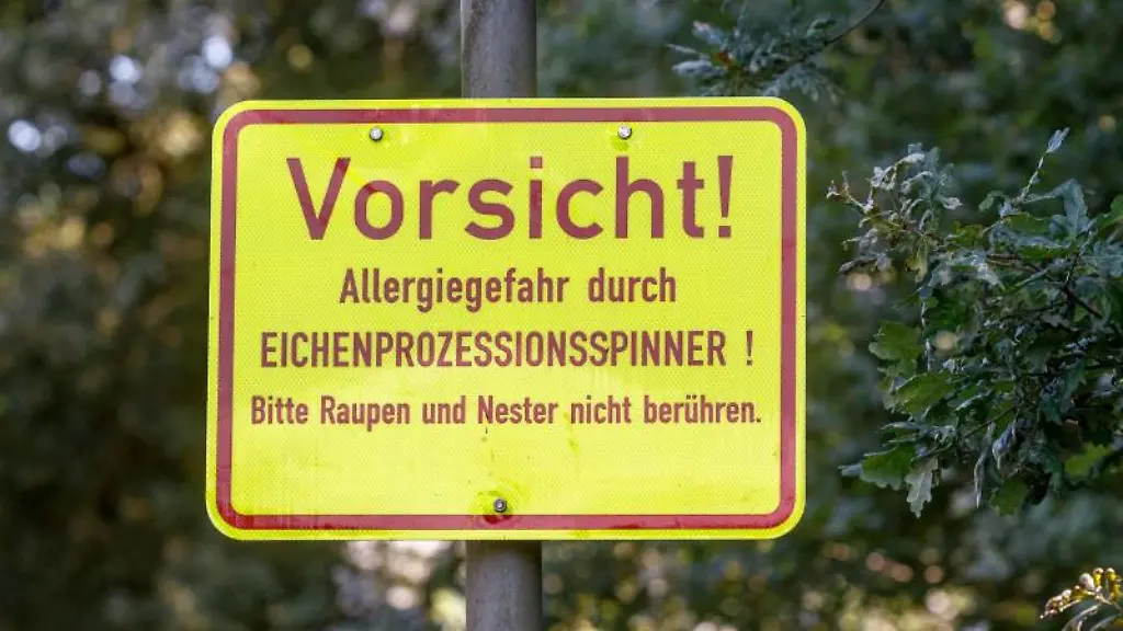 Ein-Schild-Vorsicht-Allergiegefahr-durch-Eichenprozessionsspinner-Bitte-Raupen-und-Nester-nicht-beruehren