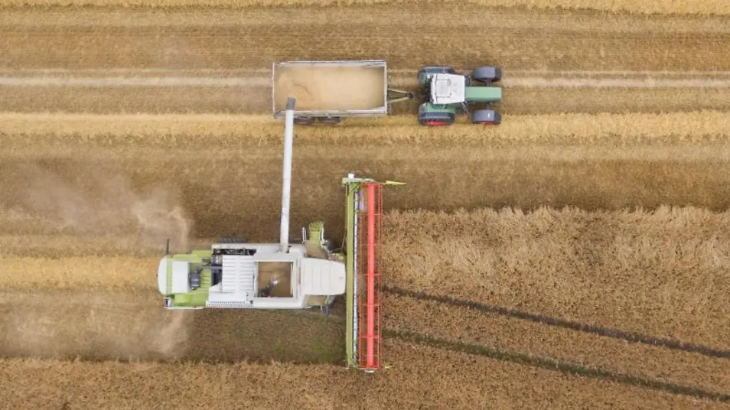 Ein-Maehdrescher-erntet-Getreide-auf-einem-Feld-mit-Gerste
