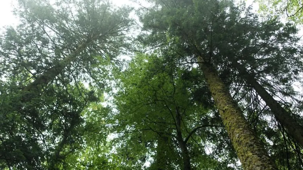 Baeume-stehen-im-Nationalpark-Schwarzwald