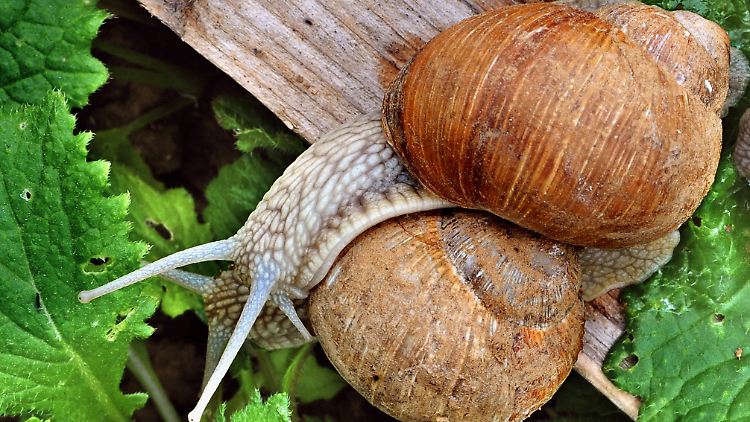 Die große Weinbergschnecke steht unter Naturschutz. Sie frisst die Eier von Nacktschnecken.