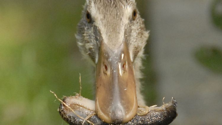 Indische Laufenten lieben Nacktschnecken. Leider sind diese Enten in unseren Gärten recht selten.