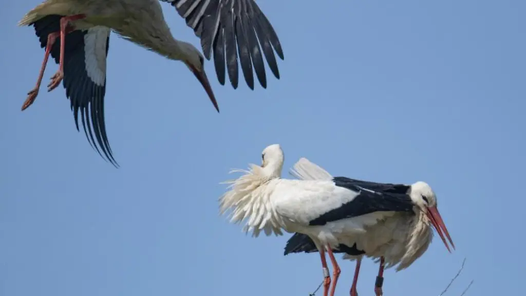 Ein-Weissstorch-fliegt-bei-strahlend-blauem-Himmel-ueber-ein-anderes-Paar-Weissstoerche-hinweg