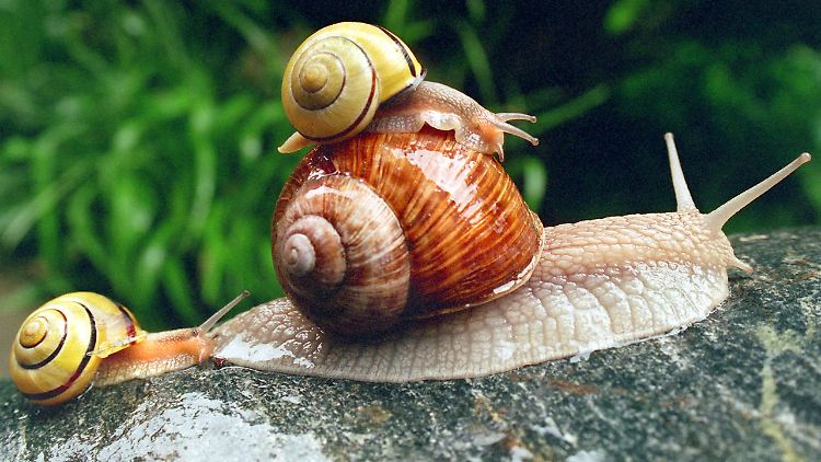 Hier wird eine Weinbergschnecke von zwei Hainbänderschnecken überholt.