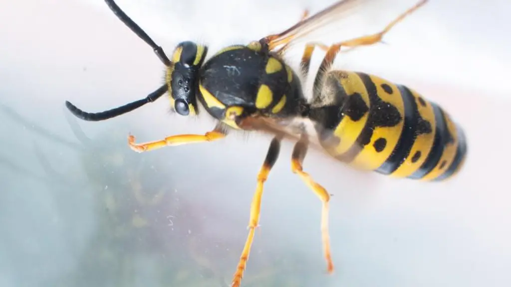 Eine-Wespe-fliegt-vor-einer-Fensterscheibe