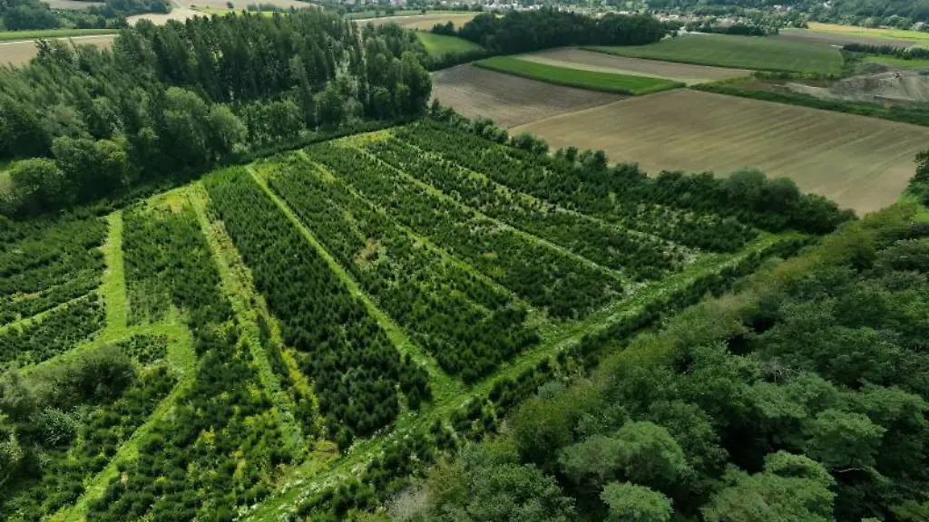 Zukuenftige-Weihnachtsbaeume-wachsen-knapp-vier-Monaten-vor-Weihnachten-auf-einer-Plantage
