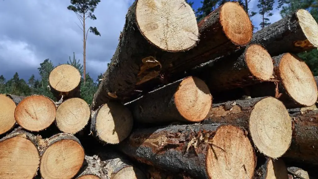 Durch-den-Borkenkaefer-geschaedigte-Kiefernstaemme-liegen-im-Wald