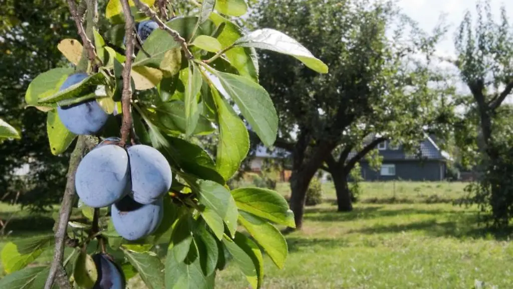 Pflaumen-wachsen-auf-einer-Streuobstwiese-in-der-Region-Hannover