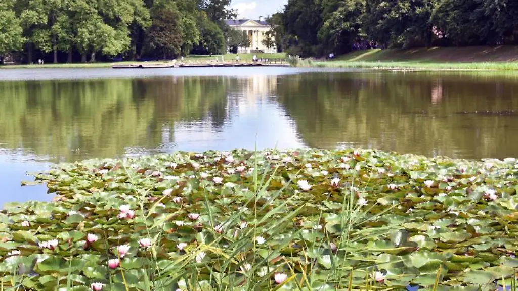 Auf-dem-Woerlitzer-See-im-Dessau-Woerlitzer-Gartenreich-bluehen-vor-dem-Schloss-Seerosen