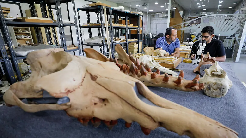 2021-08-26T165124Z-21066437-RC22DP92LSTS-RTRMADP-3-EGYPT-ENVIRONMENT-WHALE