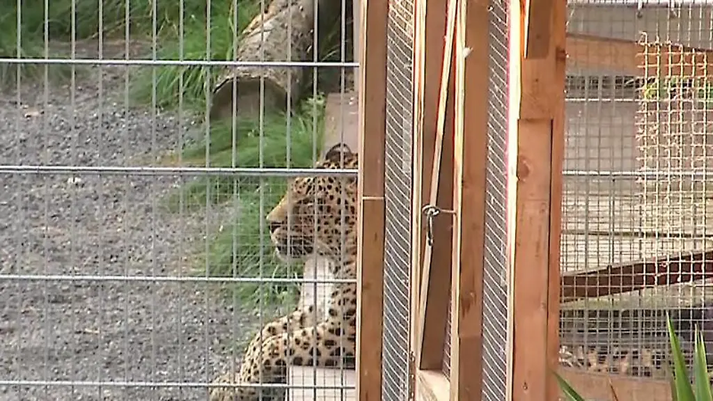 Ein-Leopard-liegt-in-seinem-Gehege
