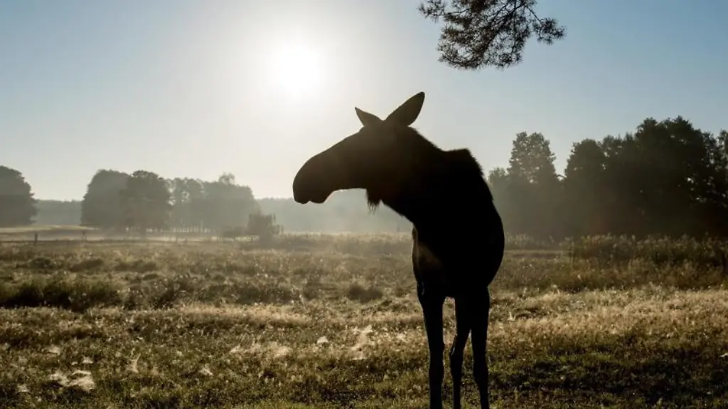 Eine-Elchkuh-Sina-steht-auf-einer-Wiese
