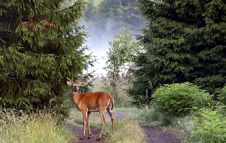 f9720418a86d52621467c300216aebc3